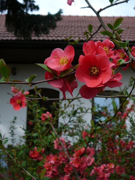 La Ferme De Sissi Apartment Smrzice ห้อง รูปภาพ
